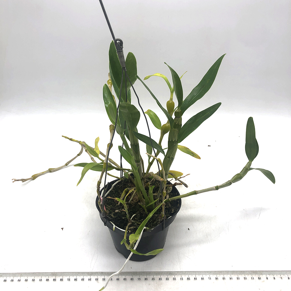 359 -Dendrobium findlayanum.JPG