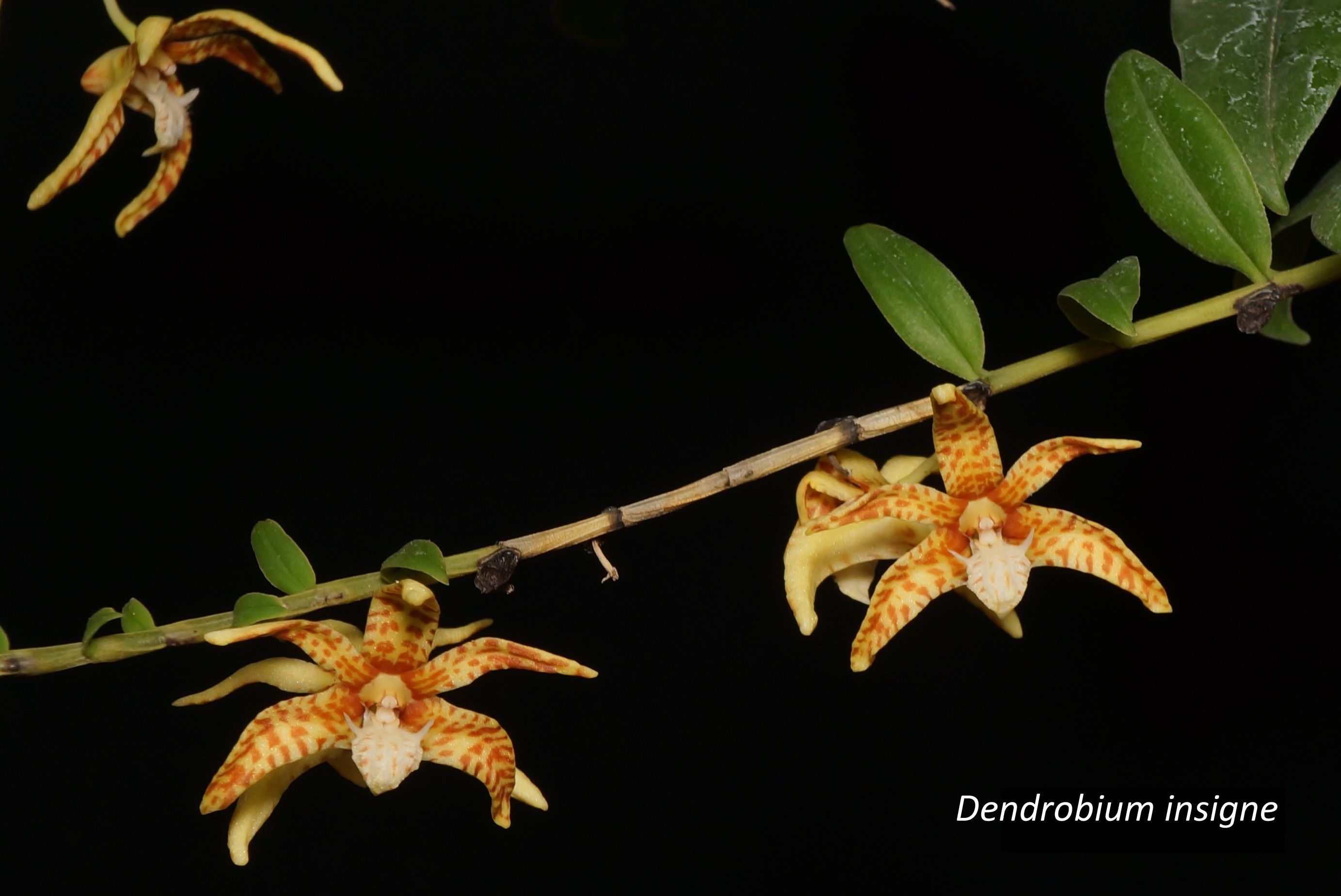 360 - Dendrobium insigne 5.jpeg