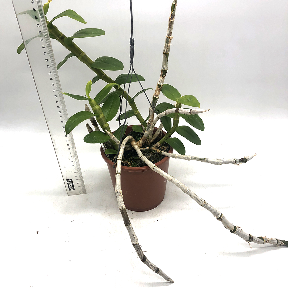 361 -Dendrobium Parishii2.JPG