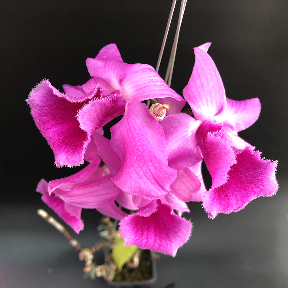 363 Dendrobium anosmum 4n2.5.jpg