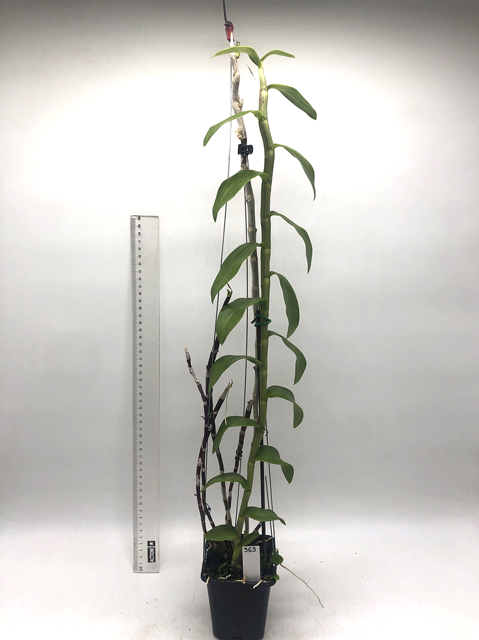 363 -Dendrobium anosmum 4n.JPG