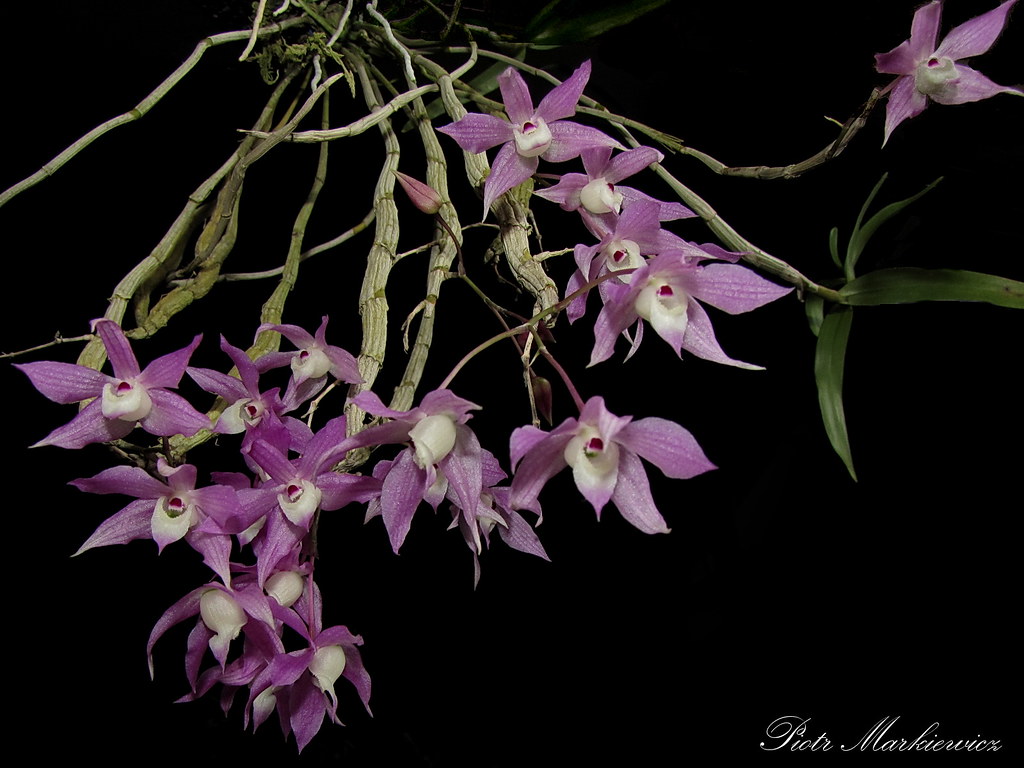 367 - Dendrobium hercoglossum.jpg