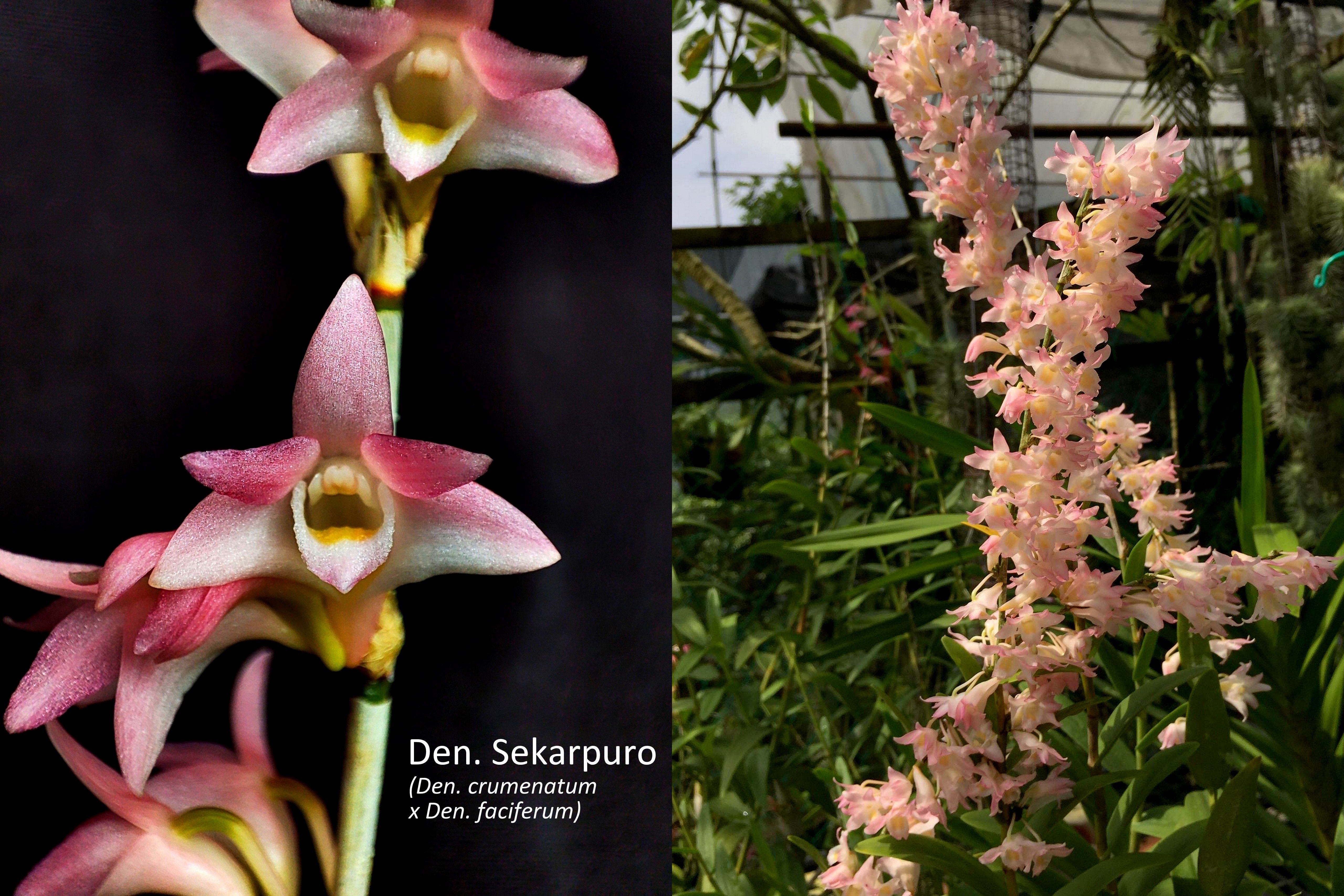 368 -Den.crumenatum x Den. Faciferum5.jpeg