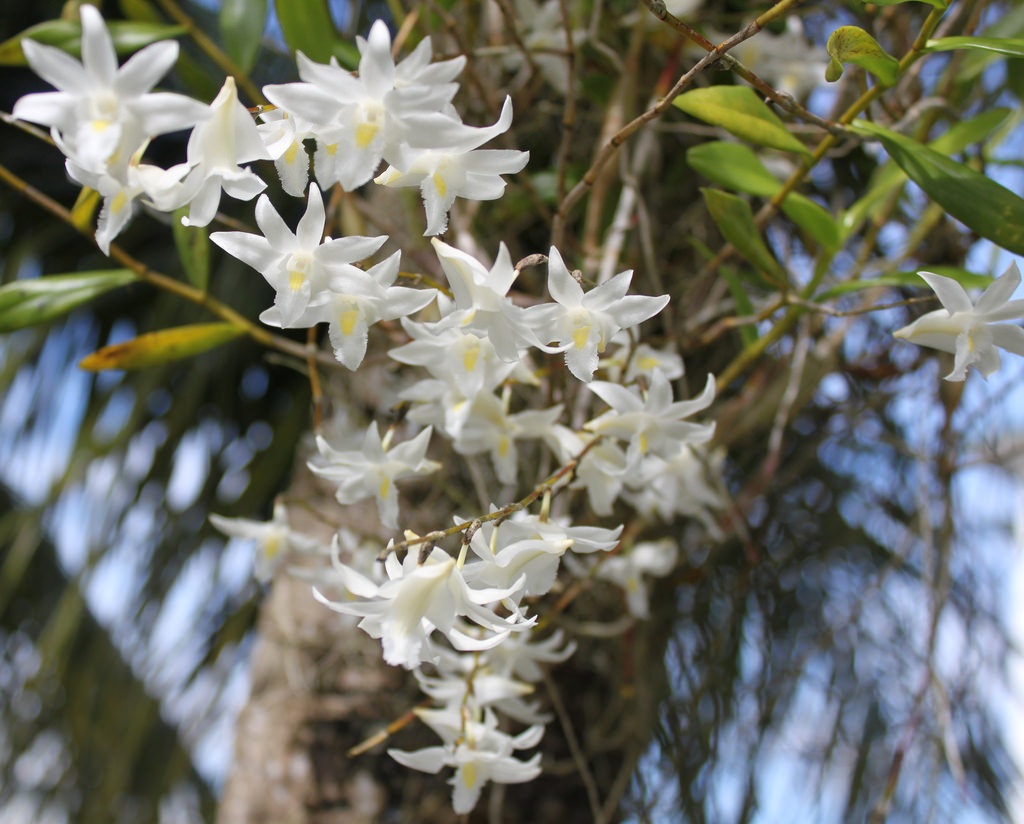 369 -Dendrobium crumenatum 藝葉, variegated 6.jpg