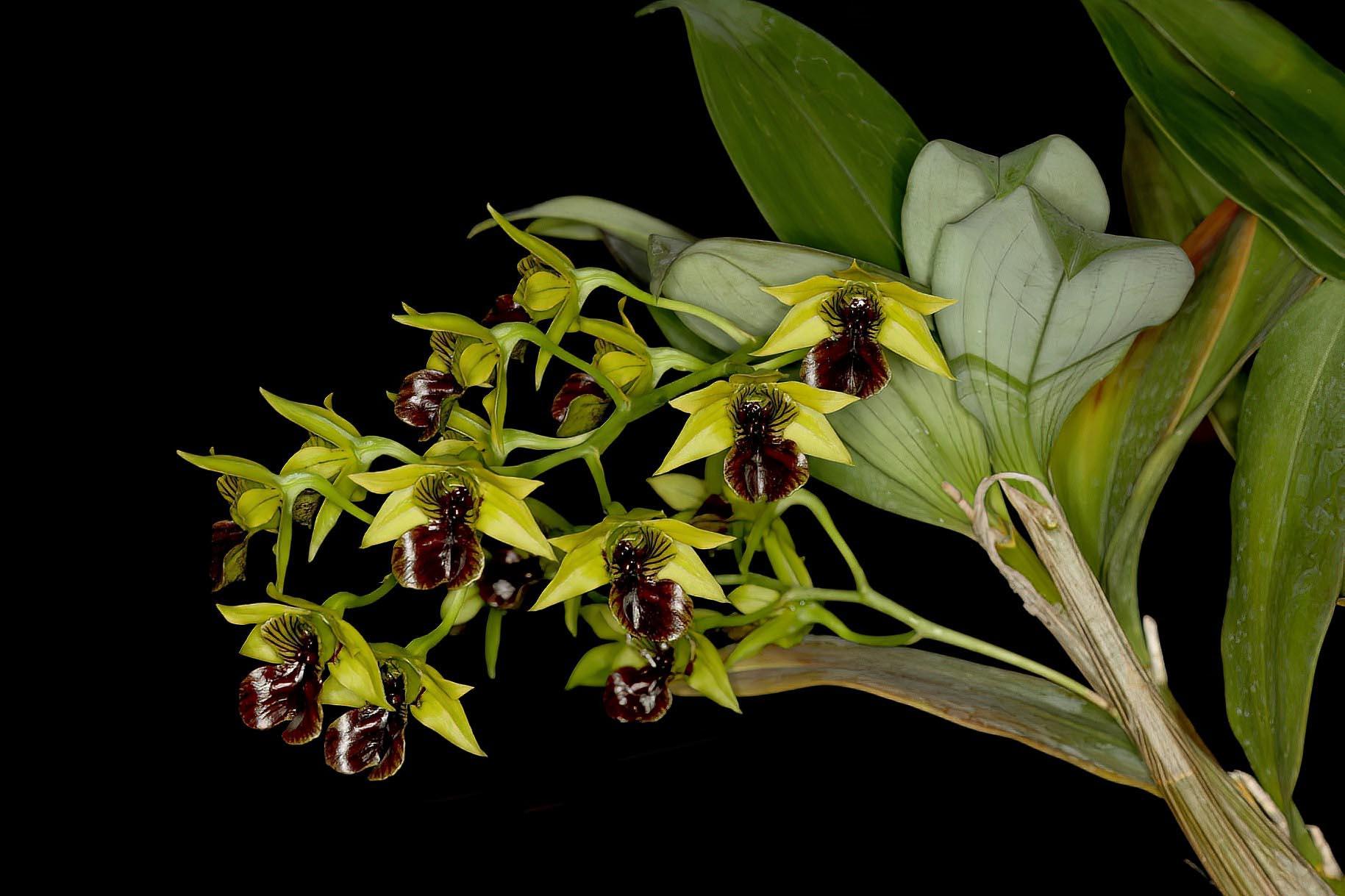 370 - Den. Convolutum x sib 6.jpg