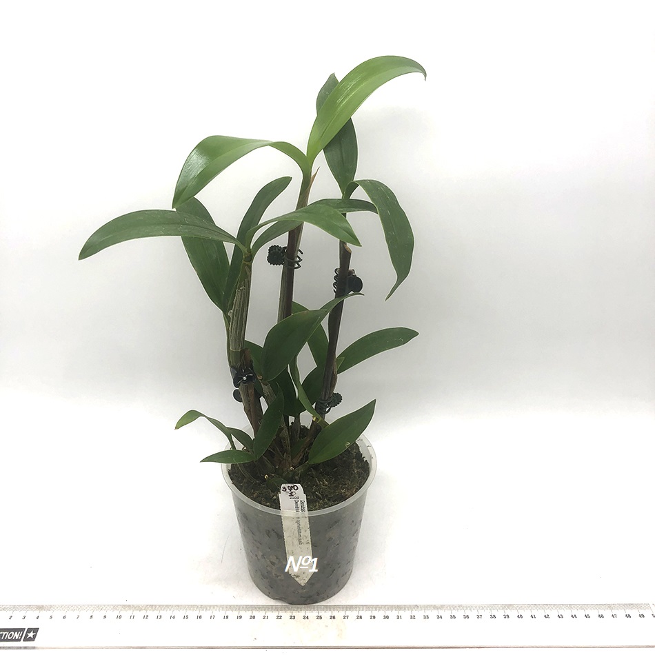 370 - Den. Convolutum x sib 1.JPG