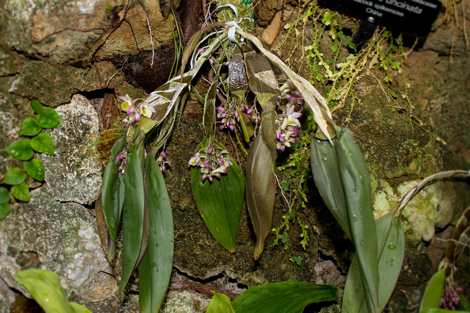 371 - Den. pseudolamellatum 7.jpg