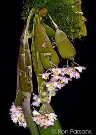 371 - Den. pseudolamellatum 6.jpg
