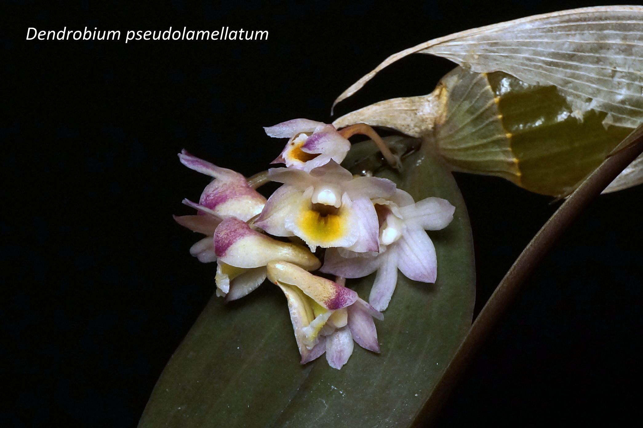 371 - Den. pseudolamellatum 5.jpeg