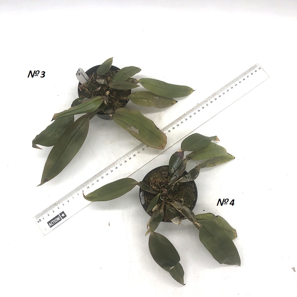 371 -Dendrobium pseudolamellatum 3-4.JPG
