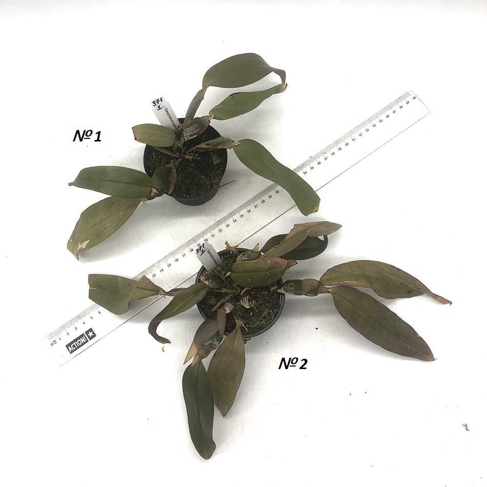 371 -Dendrobium pseudolamellatum 1-2.JPG