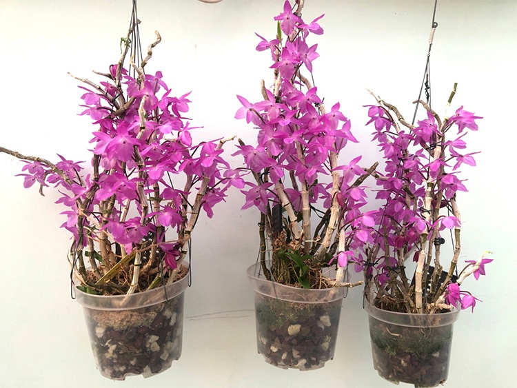 373 -1325 Dendrobium parishii “no lip” 6.jpg