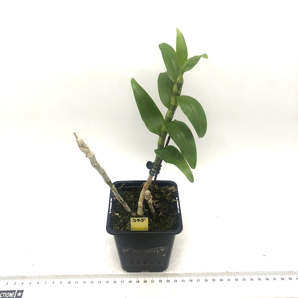 375 -Dendrobium nestor.JPG