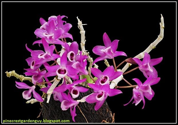 376 - Dendrobium Parishii pink 5.jpg