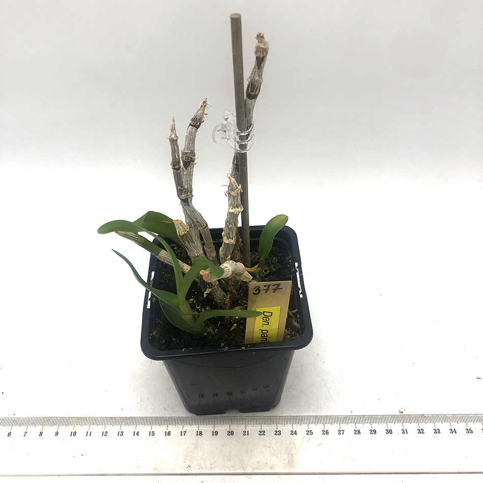 377 - Dendrobium Parishii 6 eyes.JPG
