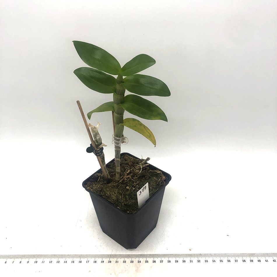379 - Dendrobium friedericksianum x parishii.JPG