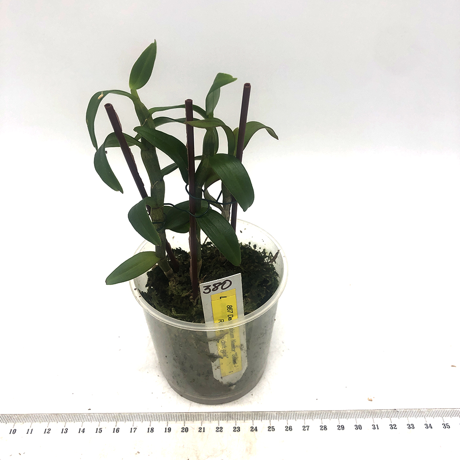 380 - Dendrobium nestor select round lip dark pink.JPG