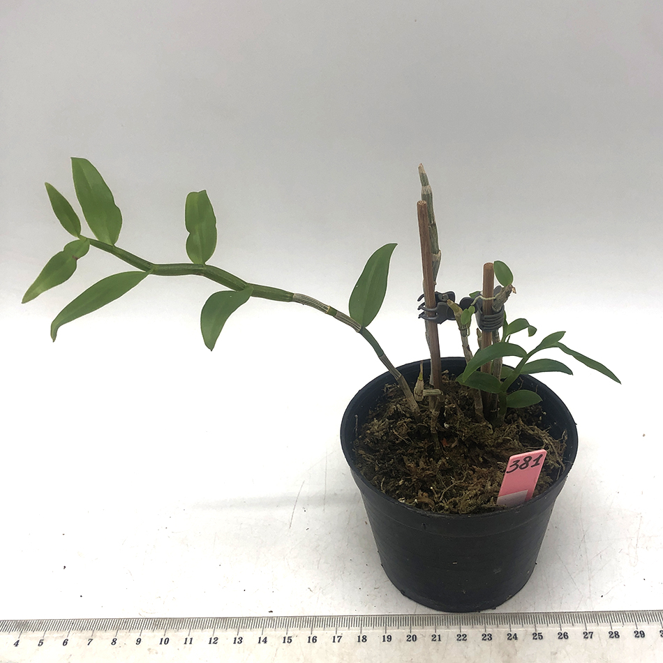 381 - Dendrobium anosmum semi alba.JPG