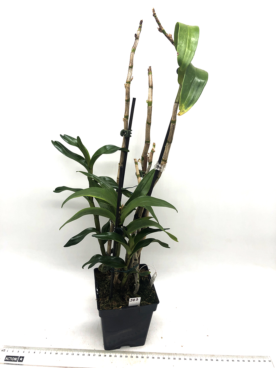 383 - Dendrobium Dawn maree x  Den. Forsty dawn.JPG
