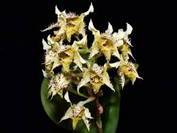 384 -  Dendrobium macrophyllum var. Macrophyllum 5.jpg