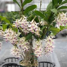 386 - Dendrobium amethystoglossum6.jpg