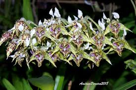 387 - Dendrobium polysema5.jpg