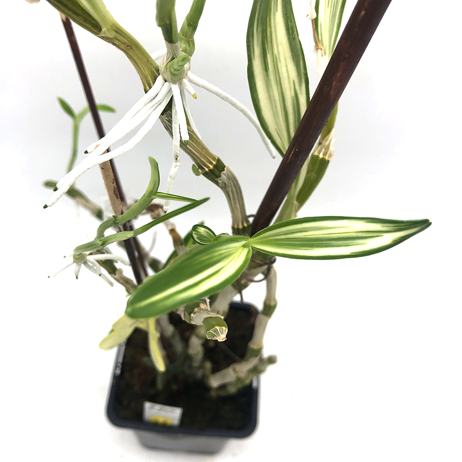 390 -Dendrobium nobile var. Variegatum2.JPG