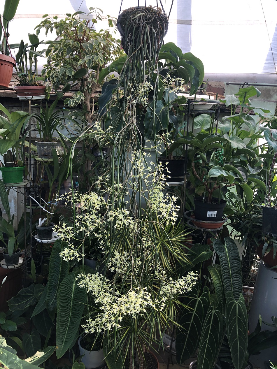 Dockrillia cordiformis(Dendrobium teretifolium)03.26 1 — копия.jpg