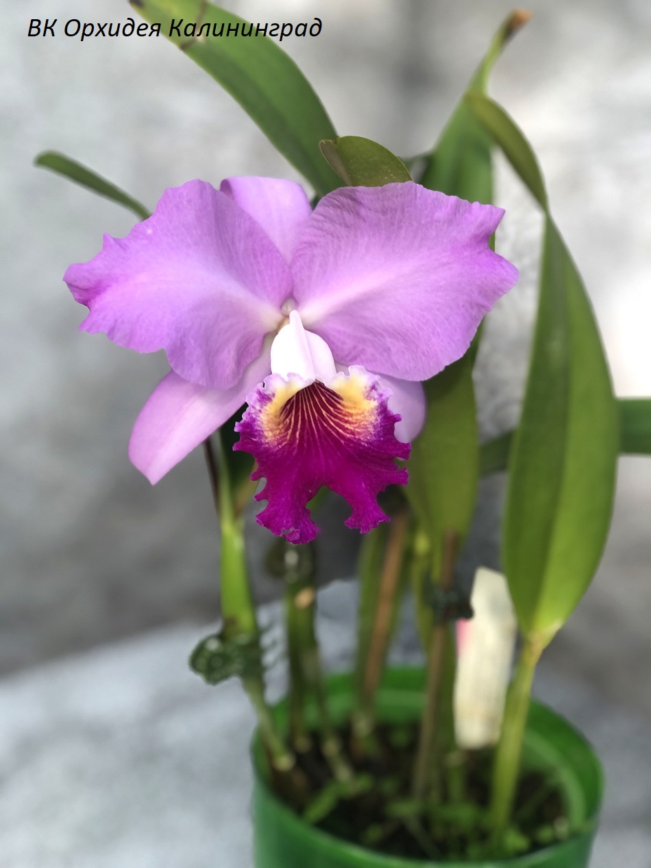 Cattleya Medelissima (luedemanniana tipo  x mendelii splash) — копия.jpg