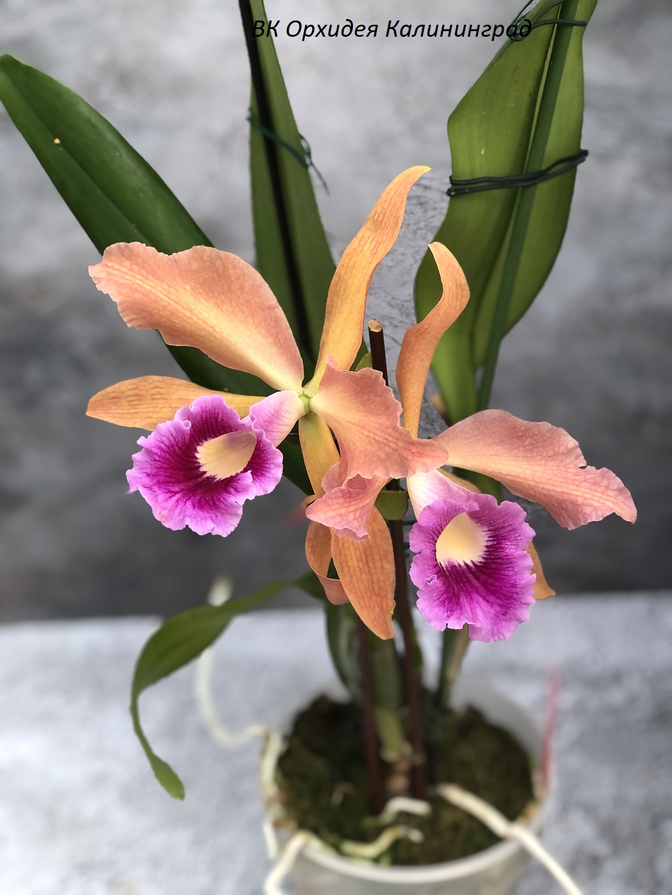 Cattleya schroederae x Cattleya tenebrosa 1 — копия.jpg