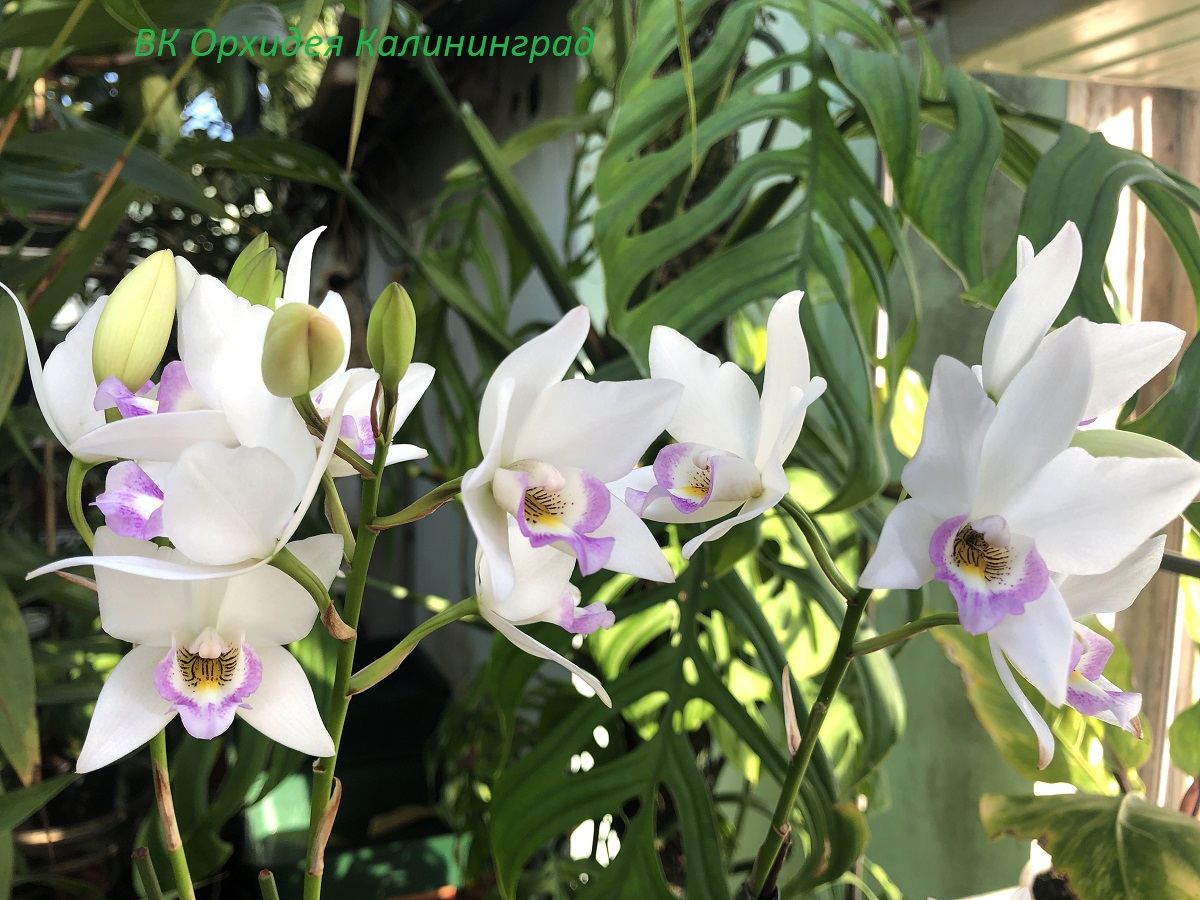 Caulaelia Mizoguchi 'Princess Kiko' (Cll. Snowflake x L. anceps)2 — копия.jpg