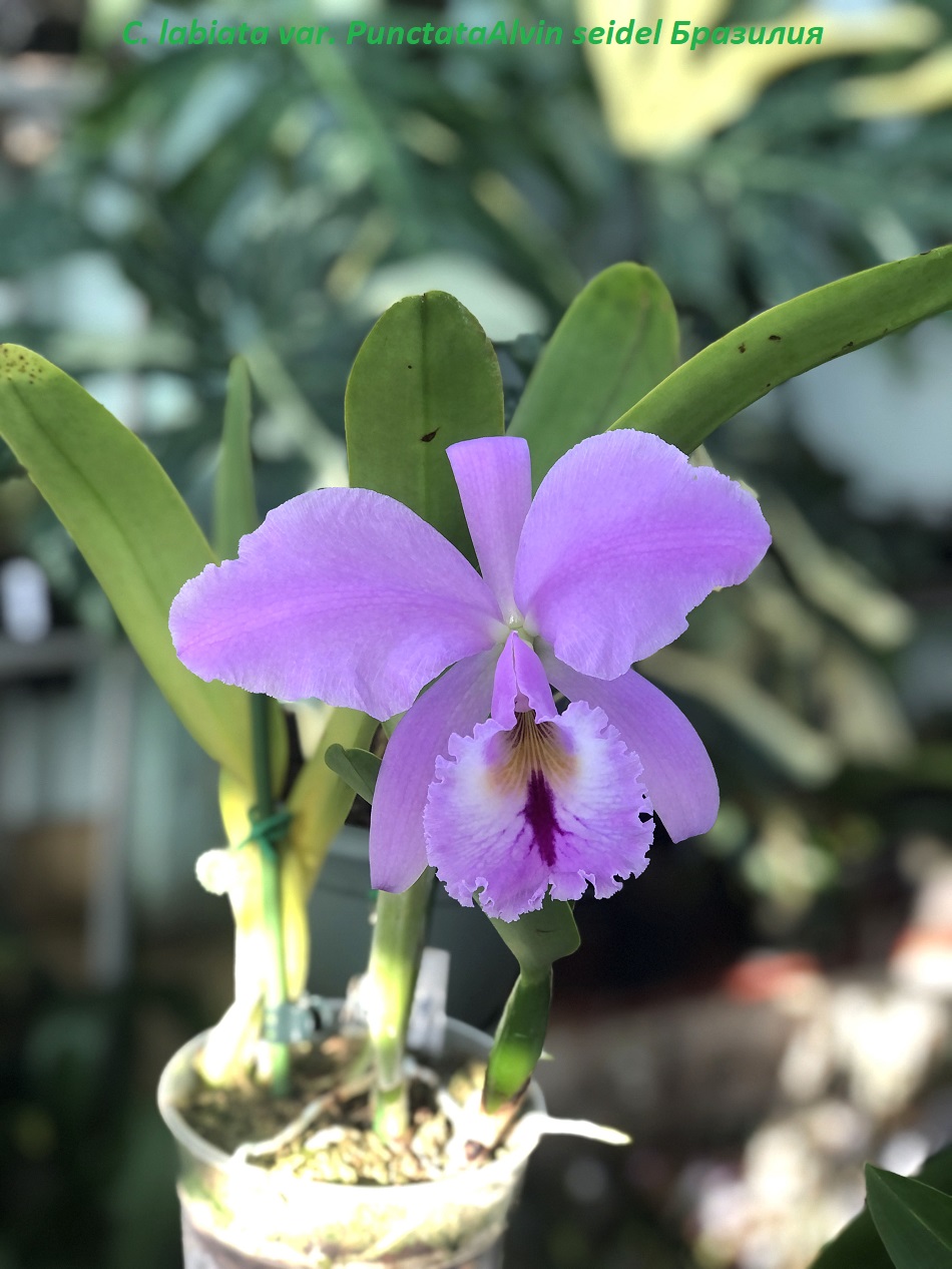 Cattleya labiata var. Punctata 2 — копия.jpg