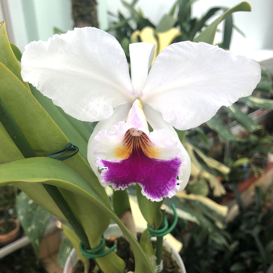 163 - Cattleya labiata var. semi-alba — копия.jpg