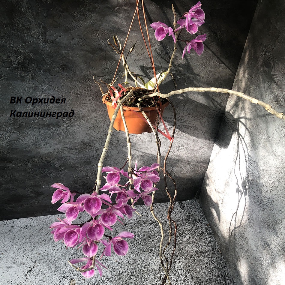 345 - Dendrobium aphyllum x Nestor No.49 (Big red lip)- 3 копия.jpg