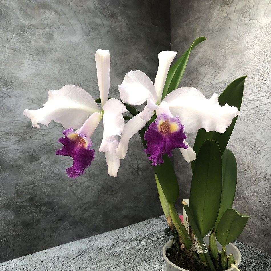 Cattleya Carmen  (Cattleya luedemanniana coerulea x warcsewiczii coerulea) — копия.jpg