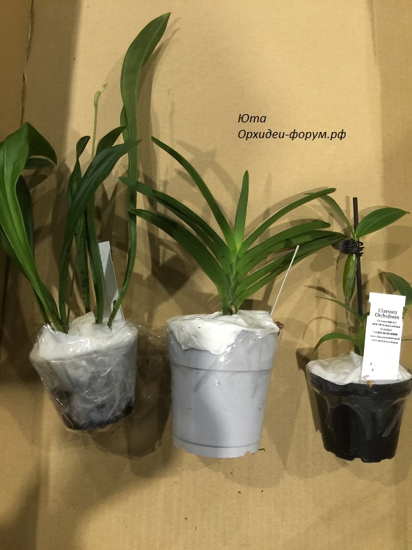 Orchideen-shop.nl(Голландия) (14).JPG