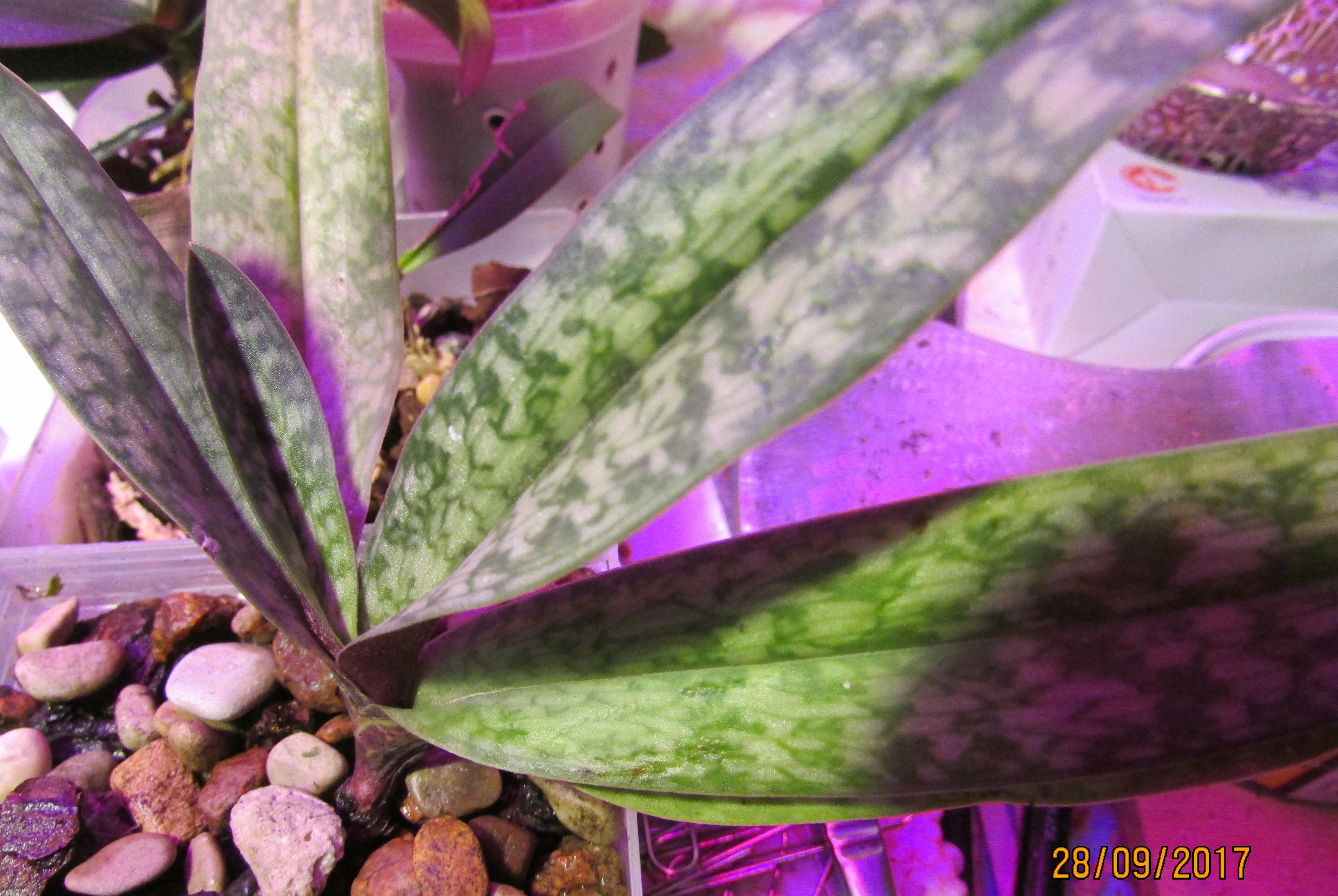 micranthum x Wellesleyanum alba  (3) сентябрь 2017 Yang-Ji Orchids (Тайвань).JPG