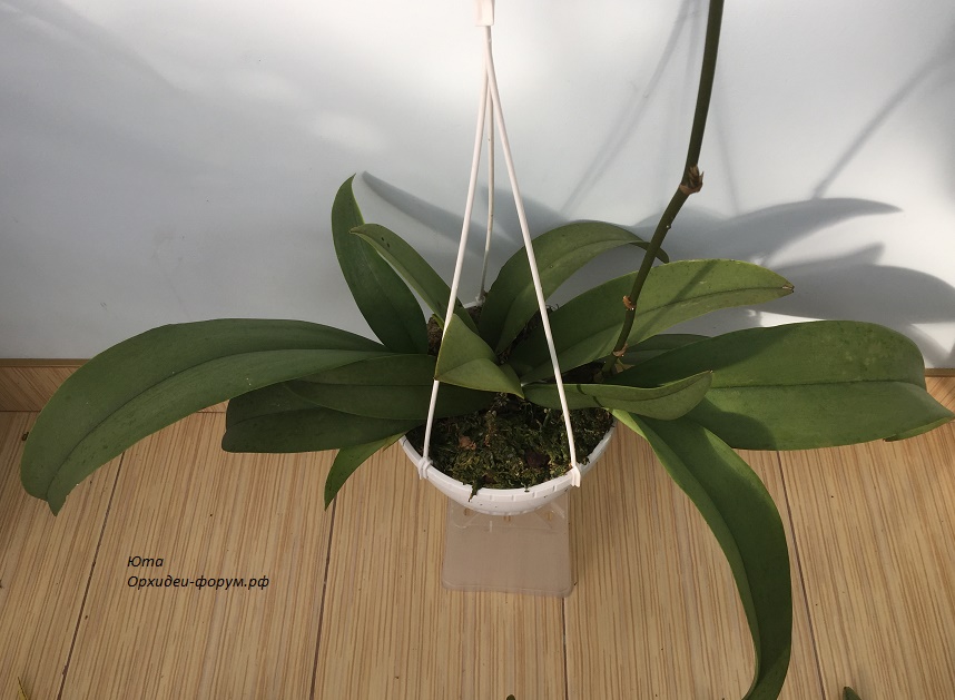 oncidium josephine х hawaii championship (4).JPG