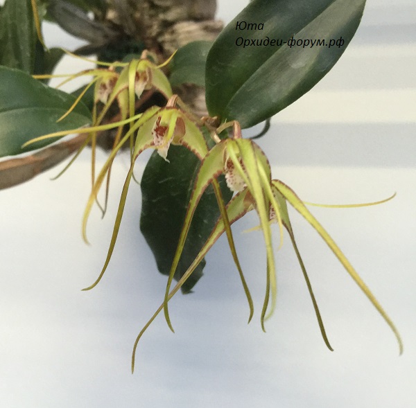 Den. tetragonum var. giganteum (5).JPG