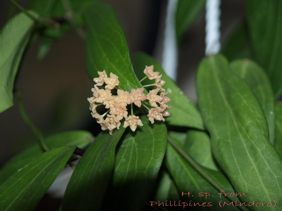 H. sp. from Phillipines (Mindoro) ф.jpg