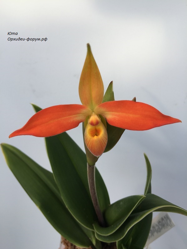 Phrag. besseae (Peruflora).JPG