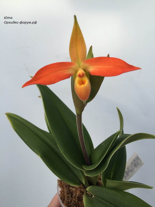 Phrag. besseae (Peruflora) (2).JPG