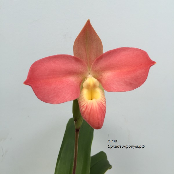 Phrag. Fritz Schomburg (kovachii x besseae).JPG