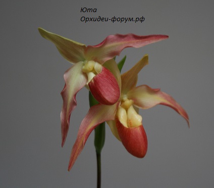Phrag.  Eric Young  (besseae х longifolium) (2).JPG