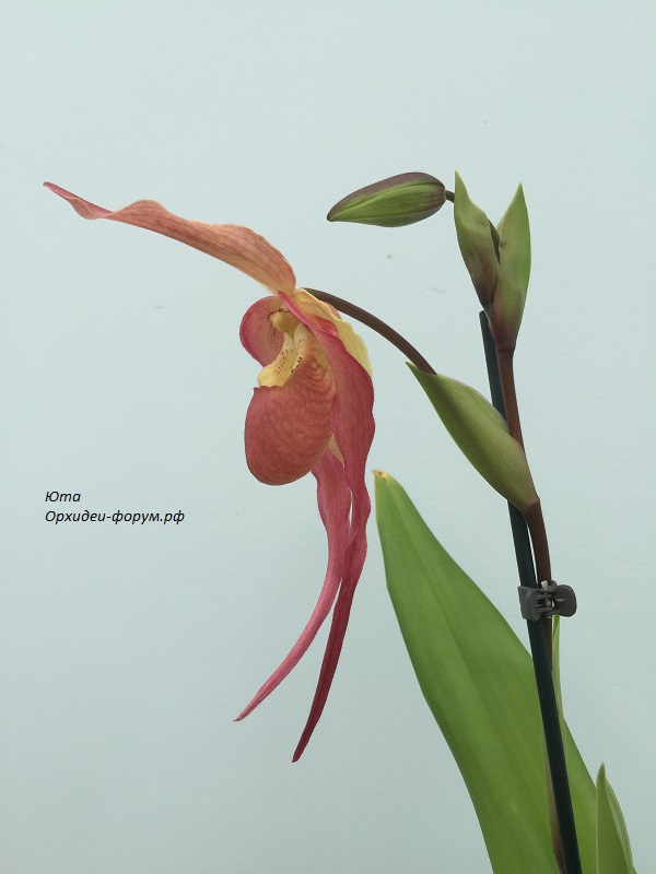 Phrag. China Dragon 'Red Bird' (Grande x besseae) (Orchid Inn).JPG