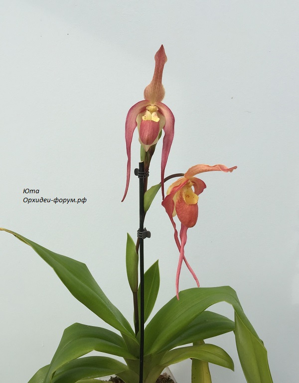 Phrag. China Dragon 'Red Bird' (Grande x besseae) (Orchid Inn) (4).JPG