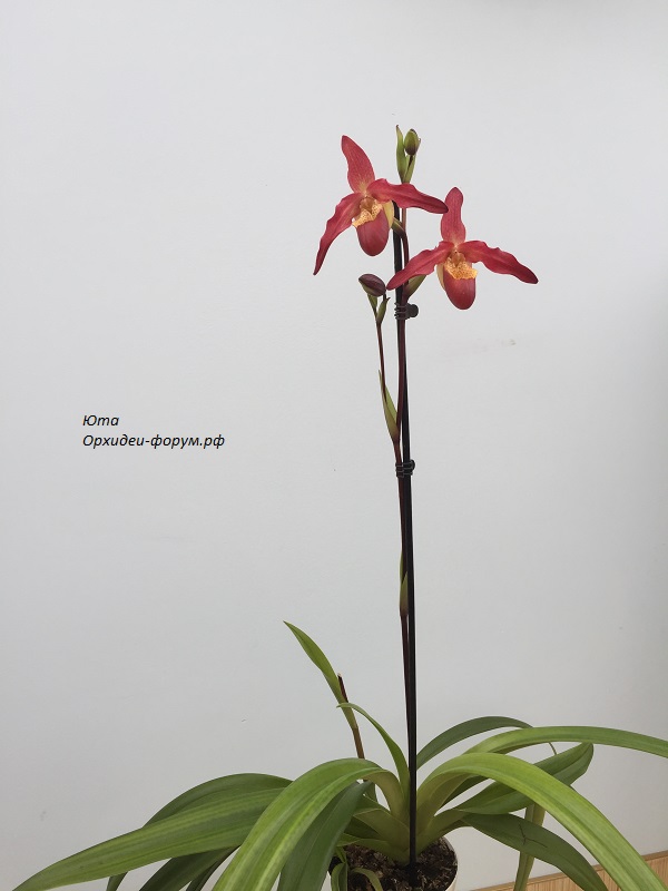 Phrag.Living Fire (Sorc. App х besseae) (3).JPG