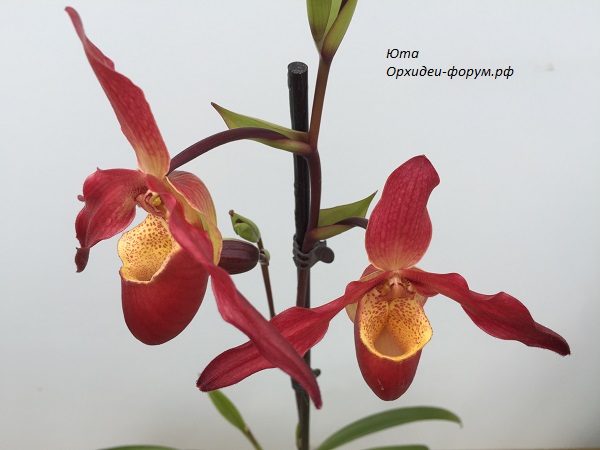 Phrag.Living Fire (Sorc. App х besseae) (2).JPG