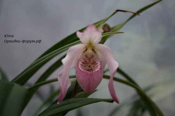Phrag. Hanna Popow х pearcei.JPG