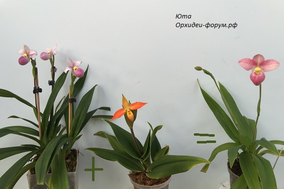 Phrag. Schlimii +Phrag. besseae = Phrag. Hanna Popow.JPG